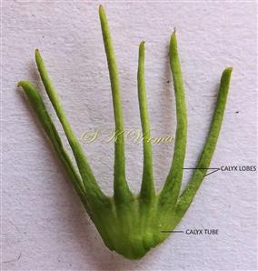  Calyx